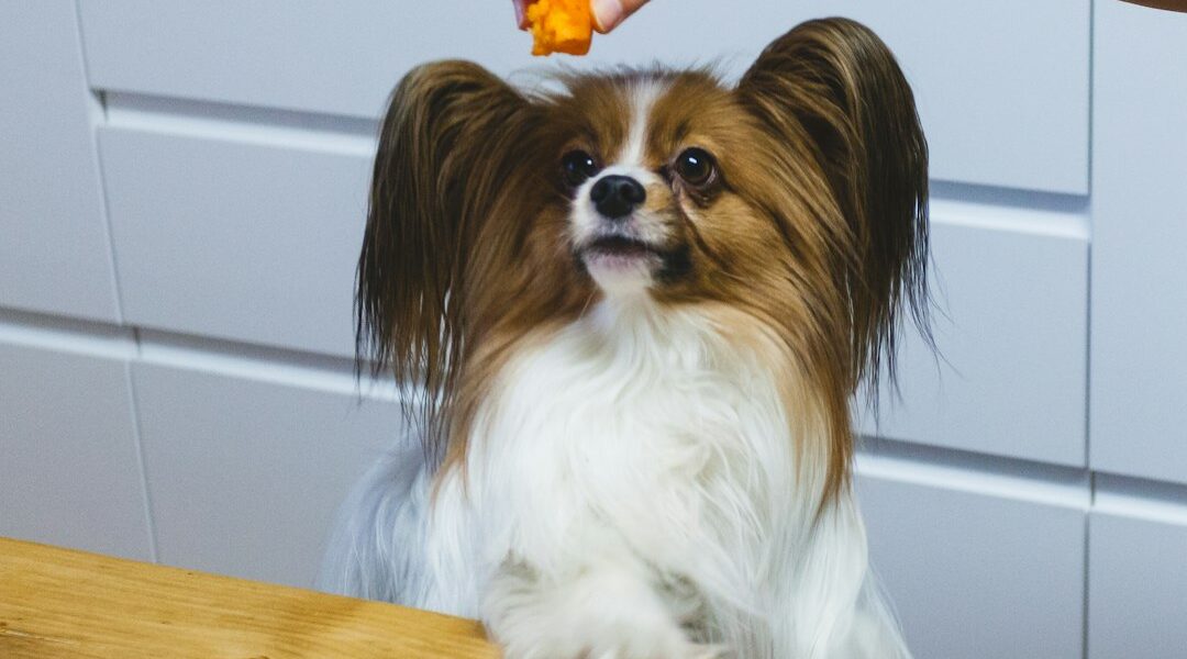 Alimentos tóxicos para perros y gatos: qué no debes compartir desde la cocina Perro atento en la cocina mientras se prepara comida, con alimentos fuera de su alcance