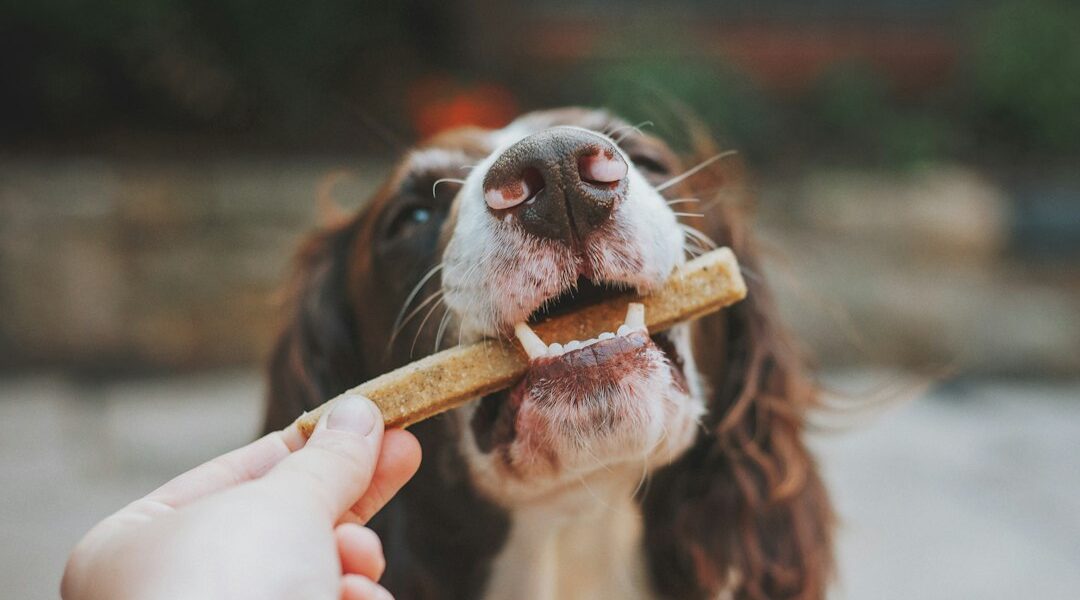 Cómo cepillar los dientes de un perro en casa paso a paso Perro durante una rutina de cuidado dental en casa