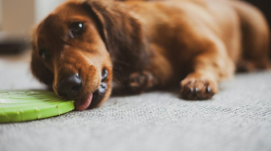 Enriquecimiento ambiental para perros: juegos fáciles para hacer en casa Perro descansando en casa durante una actividad de enriquecimiento