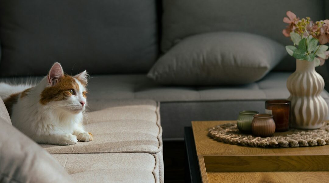 Gato descansando en un sofá en un ambiente tranquilo durante sus primeros días en casa