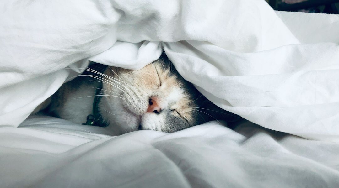 Cómo hacer que tu gato use una cama nueva: 7 pasos Gato descansando cómodamente en una cama