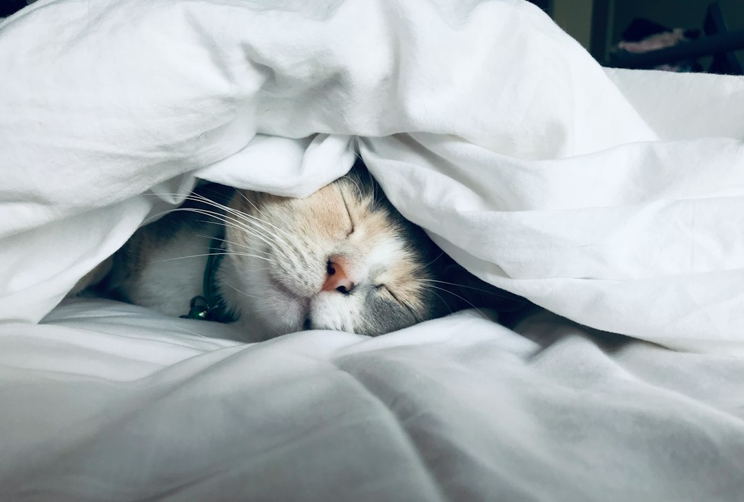 Cómo hacer que tu gato use una cama nueva: 7 pasos Gato descansando cómodamente en una cama