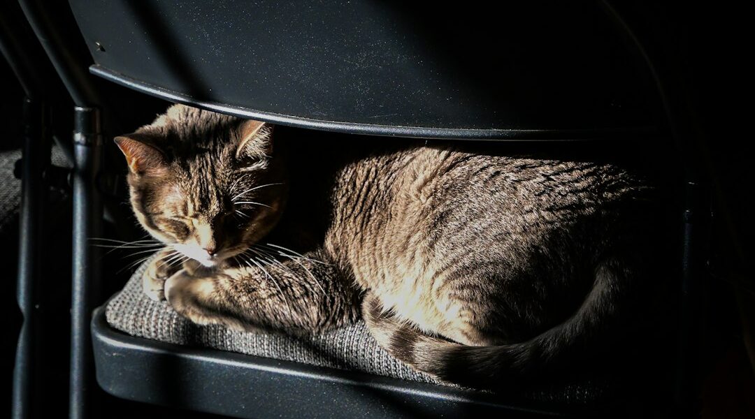 Cómo viajar con tu mascota en carro: guía para perros y gatos Gato dentro de un guacal para un viaje seguro en automóvil.