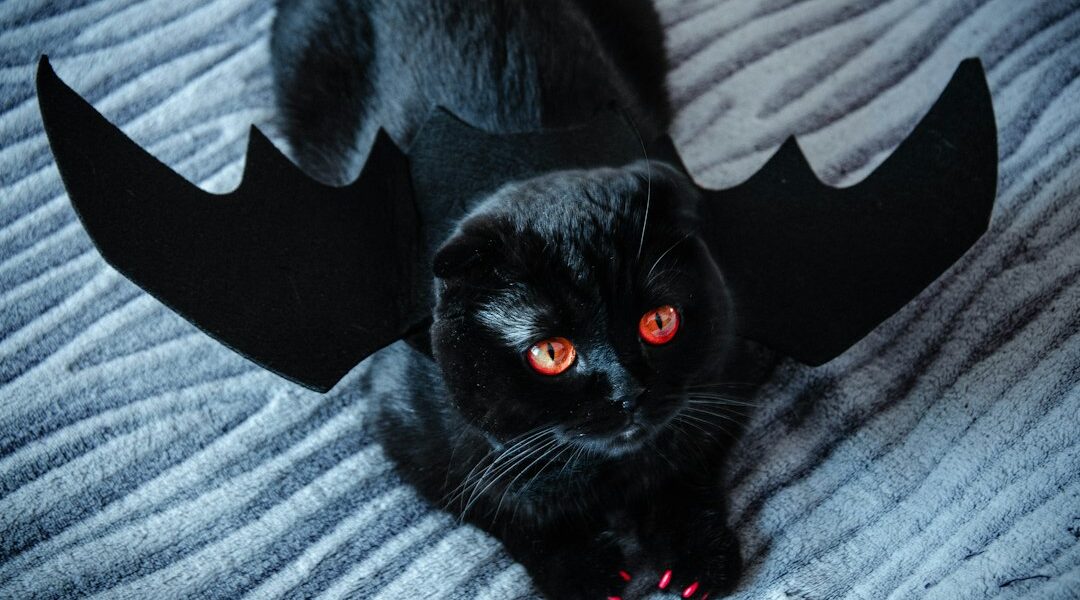 Disfraces de Halloween para perros y gatos: 7 ideas seguras Gato con temática de Halloween para un artículo sobre disfraces seguros para mascotas