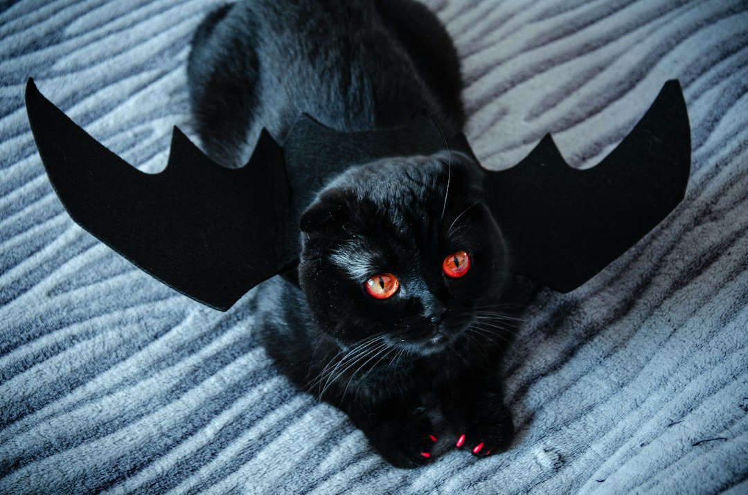 Disfraces de Halloween para perros y gatos: 7 ideas seguras Gato con temática de Halloween para un artículo sobre disfraces seguros para mascotas