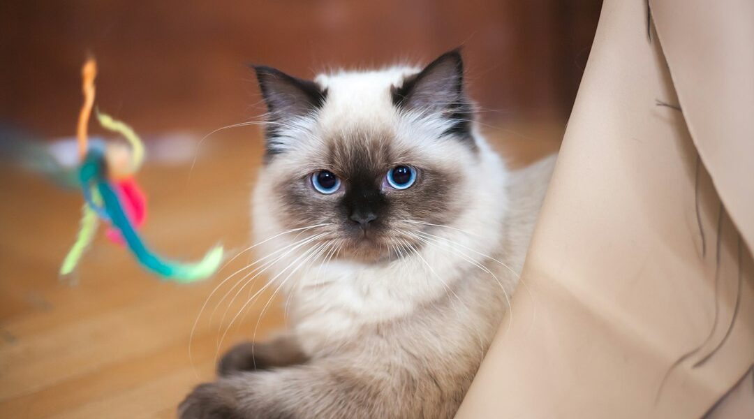 Juguetes interactivos para gatos: cómo elegir el mejor Gato en casa para un artículo sobre juguetes interactivos