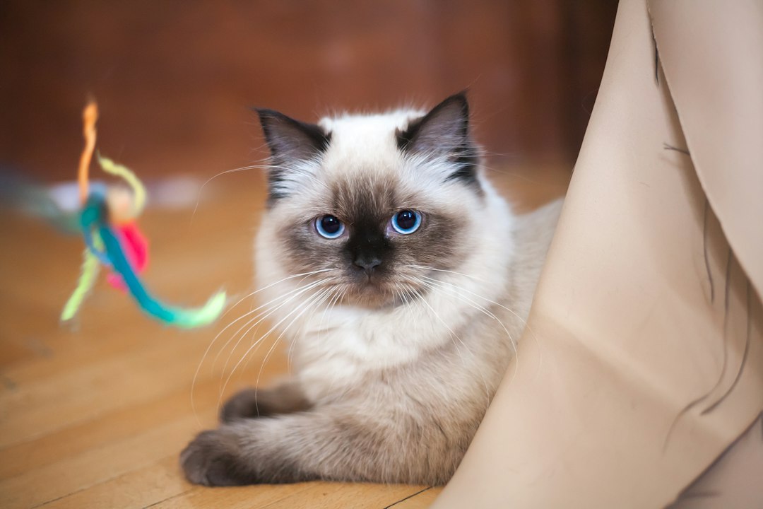 Juguetes interactivos para gatos: cómo elegir el mejor Gato en casa para un artículo sobre juguetes interactivos