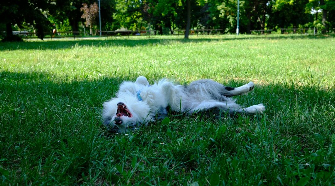 ¿Por qué mi perro se revuelca en el pasto? Causas comunes y qué observar Perro revolcándose sobre el pasto verde