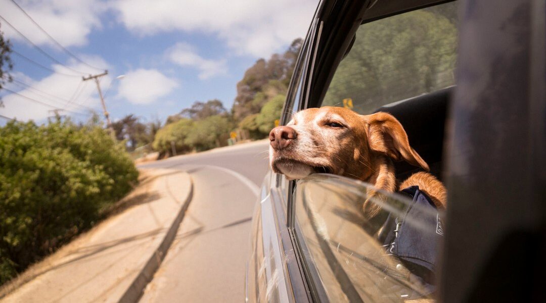 Cómo viajar con tu perro en carro: consejos para un trayecto seguro Perro viajando en carro durante un trayecto