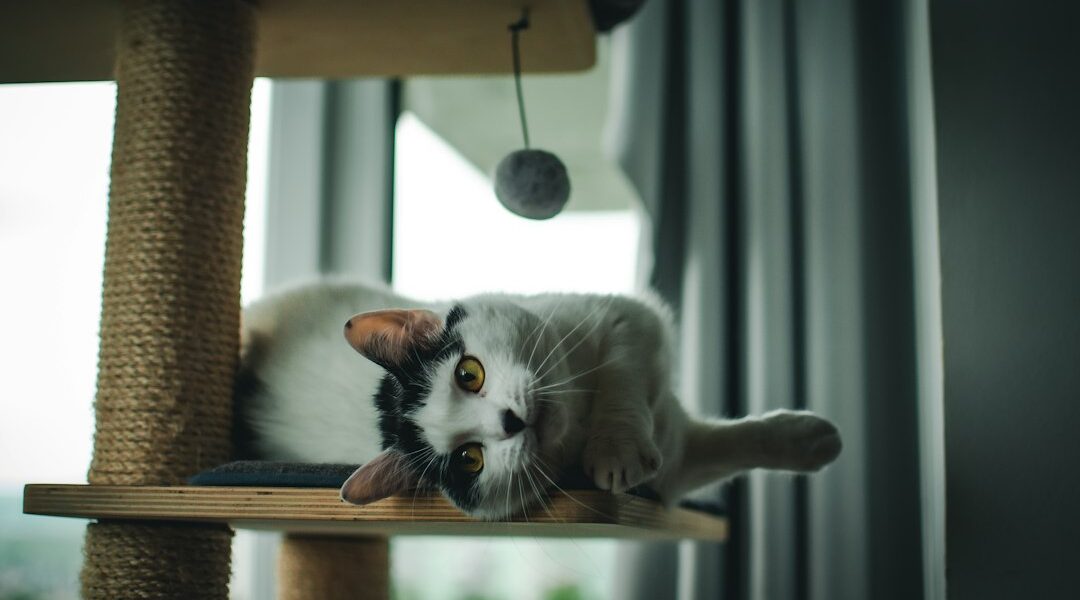 Rascadores para gatos: cómo elegir el adecuado y dónde colocarlo Gato sobre un árbol rascador dentro de casa