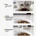 Alimentador Automático Inteligente para Gatos 4L – WiFi y Control Remoto - imagen 18