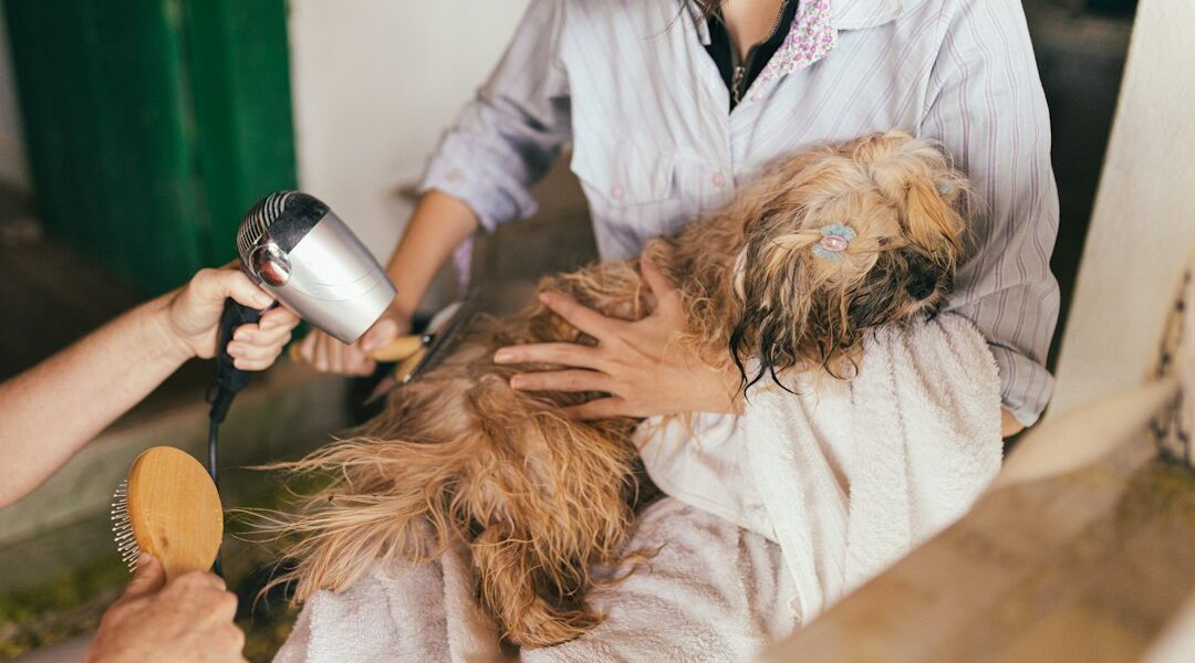 Visita al veterinario con tu perro o gato: cómo prepararlo sin estrés Perro durante una visita de cuidado veterinario