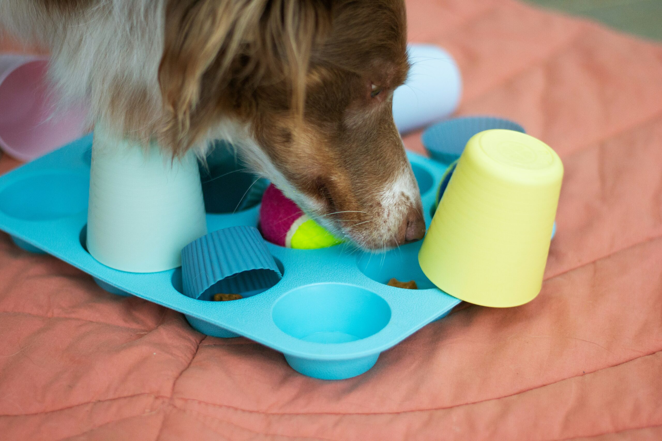 Cómo elegir un juguete para tu perro: 7 cosas que revisar antes de comprar Perro explorando un juguete de enriquecimiento