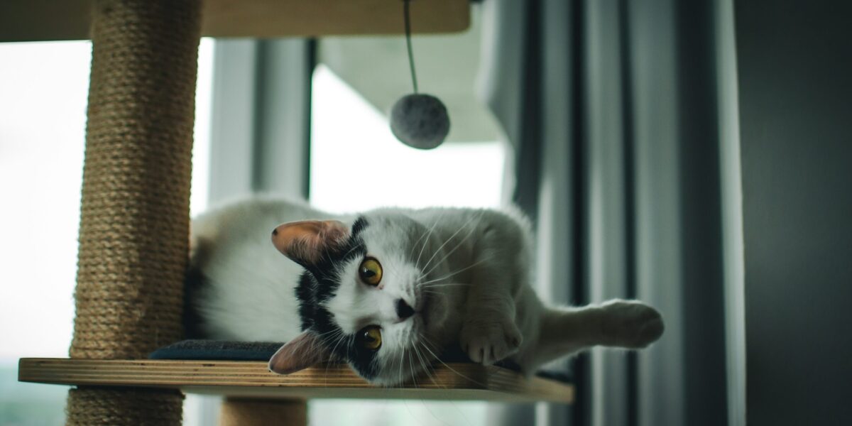 Gato junto a un rascador en casa