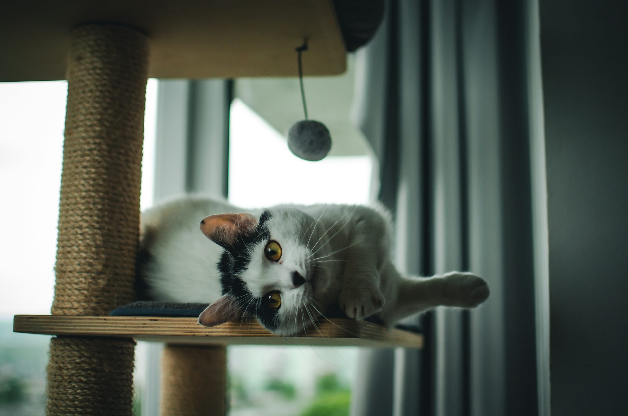 Rascadores para gatos: cómo elegir uno que realmente use Gato junto a un rascador en casa